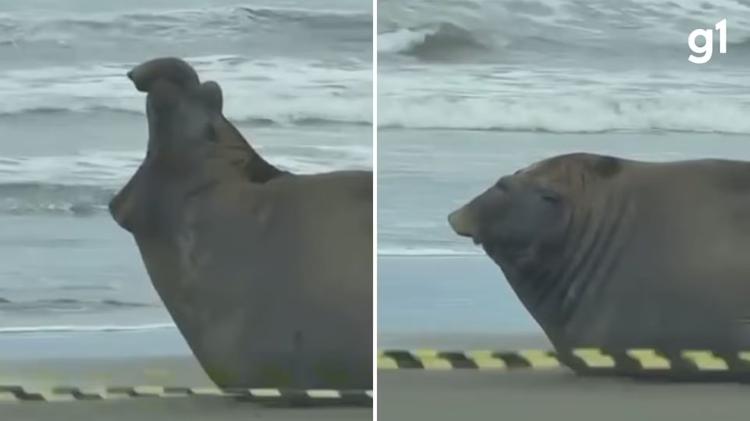 Bateu o sono? Aos bocejos, elefante-marinho descansa e chama a atenção em beira de praia no RS; VÍDEO