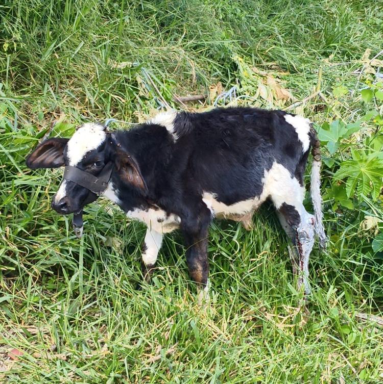 Idoso de 79 anos é detido e multado em R$ 2 mil por maus-tratos a bezerro