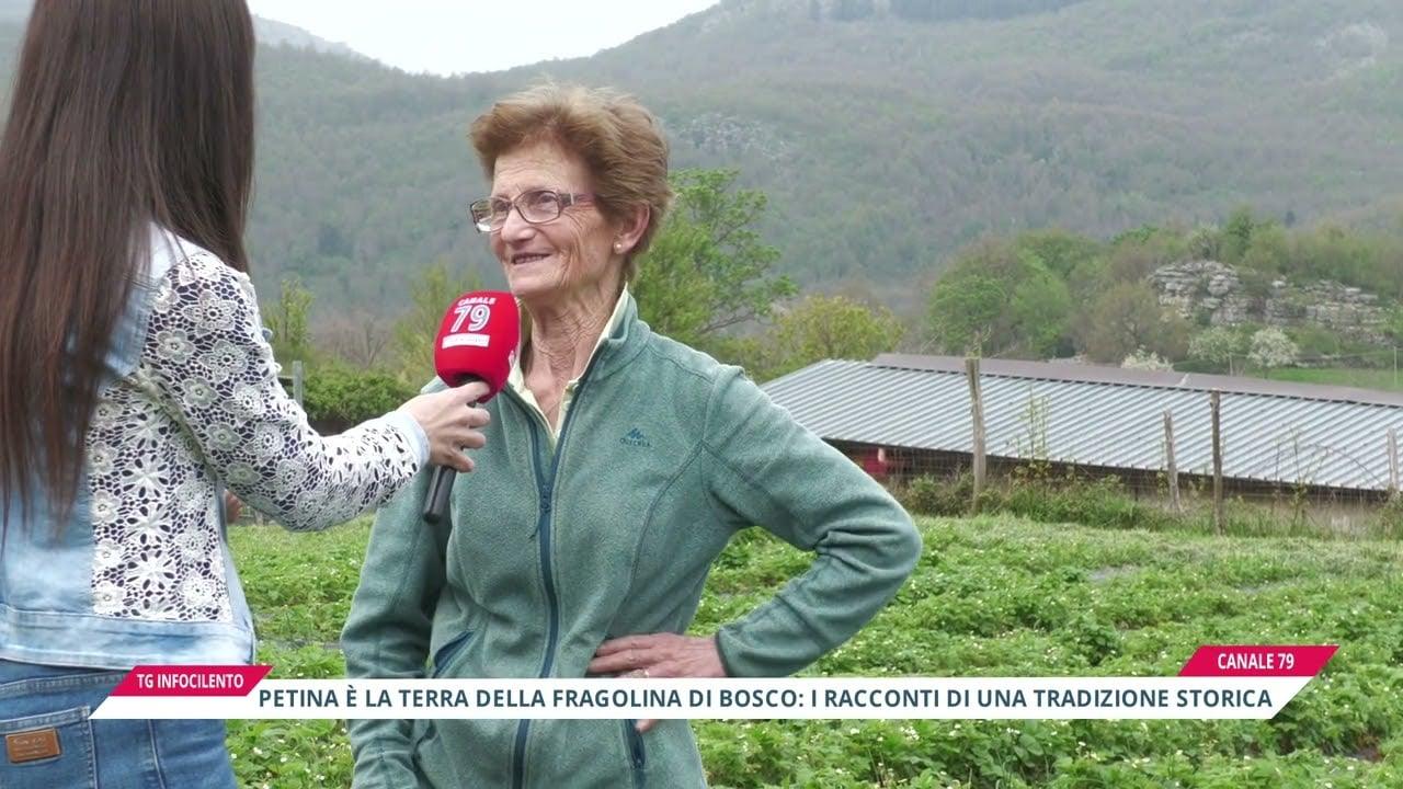 Petina è la terra della fragolina di bosco: i racconti di una tradizione storica