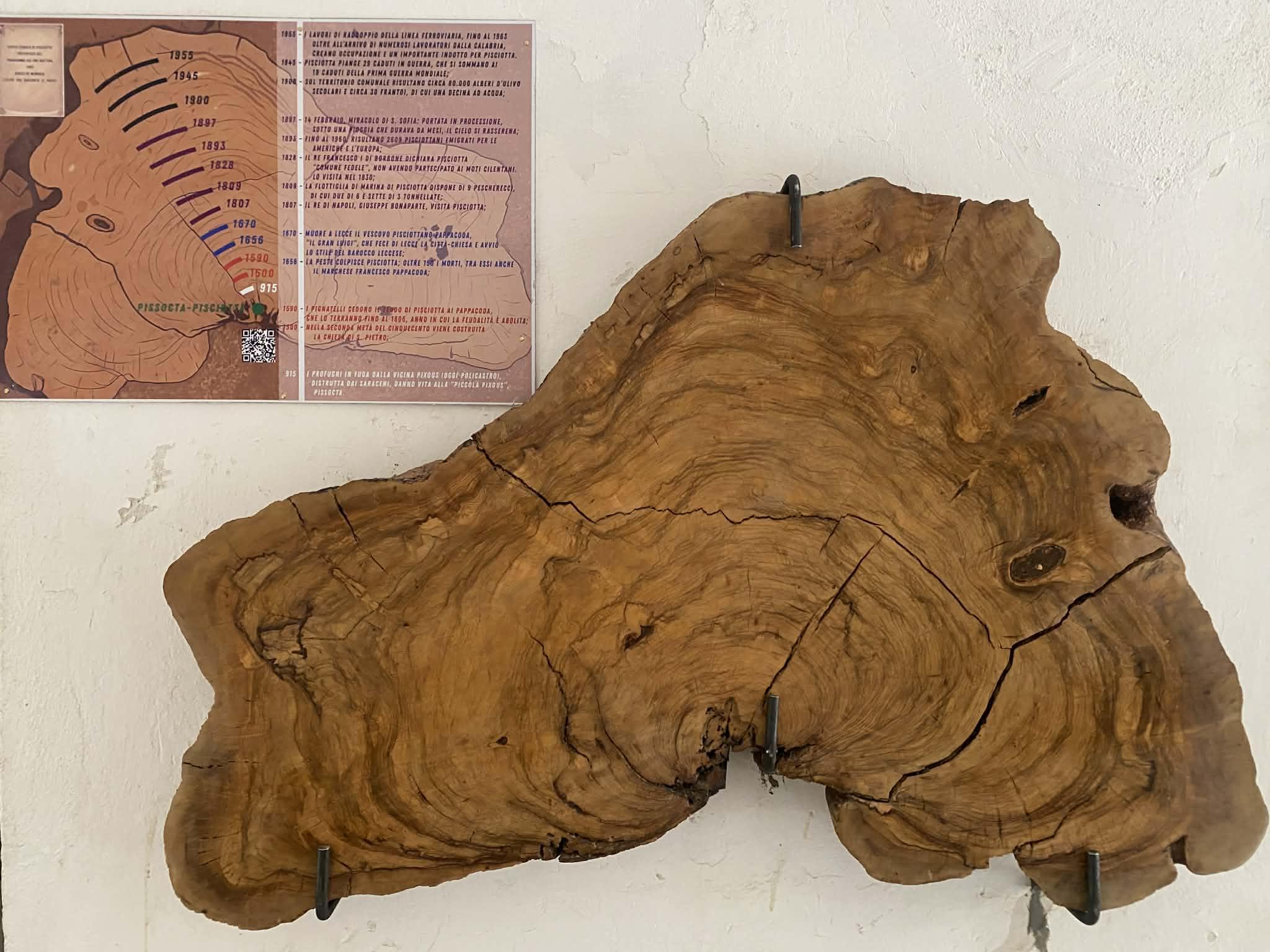 Pisciotta, l’ulivo diventa storia: inaugurata la nuova opera dei Vicoli d’Arte