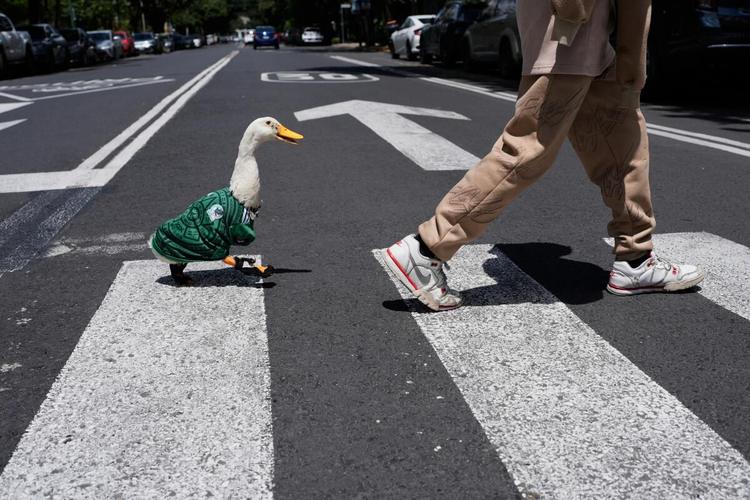 FIFA contacta a los dueños del pato Merlín tras volverse viral en el Mundial 2026