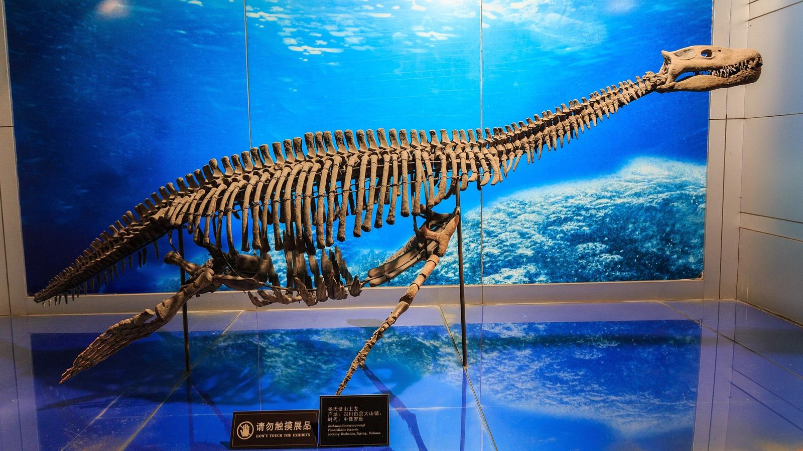New 65-Foot Dinosaur Found in Argentina Challenges Sauropod Evolution
