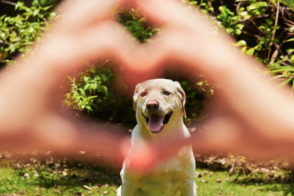 Tutela degli animali a Sassano: l’Amministrazione convoca il primo Tavolo Comunale aperto alla cittadinanza
