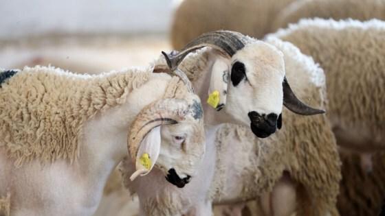 “أونسا” تكشف خطتها لحماية القطيع الوطني من الأمراض قبل العيد