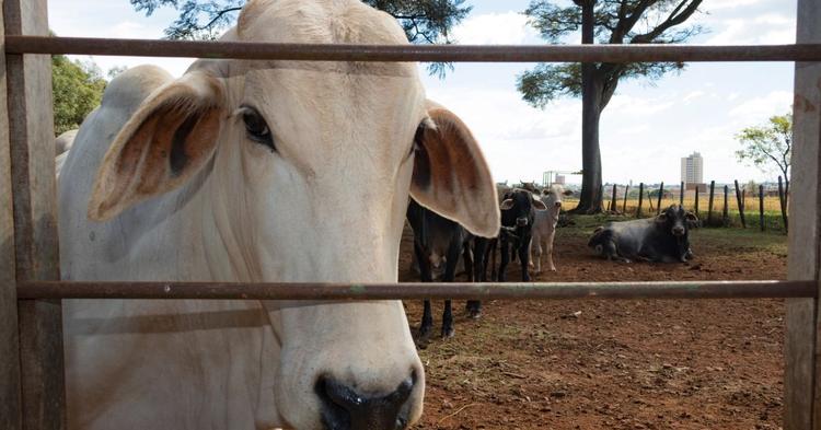 União Europeia confirma veto à carne, mel, peixe e tripas do Brasil