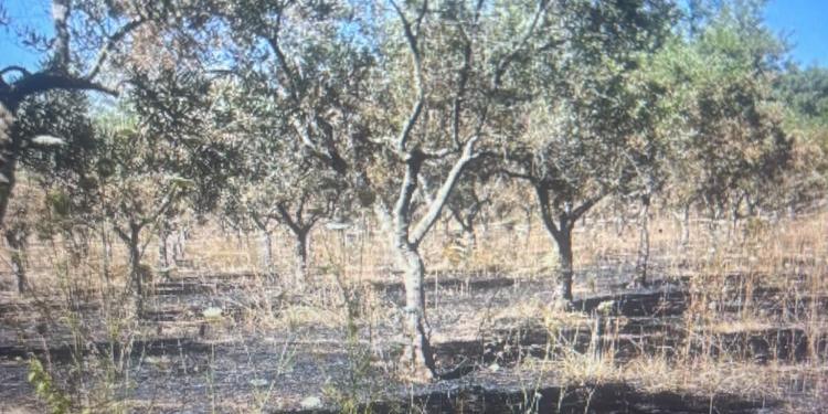 Luci e ombre dei beni confiscati in Calabria tra bandi deserti e atti vandalici