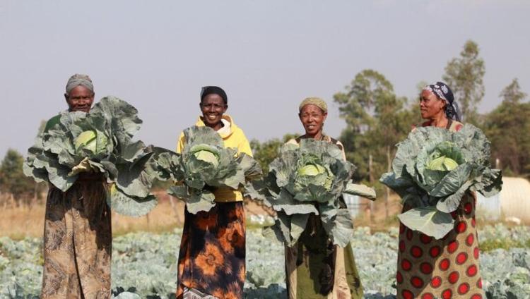 Seed Programs International Connects Smallholder Farmers to the Seed Sector