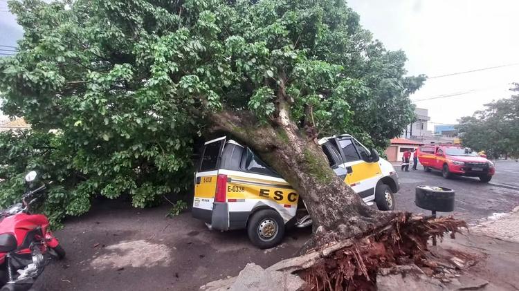 Vento derruba árvore em cima de van escolar em Uberlândia