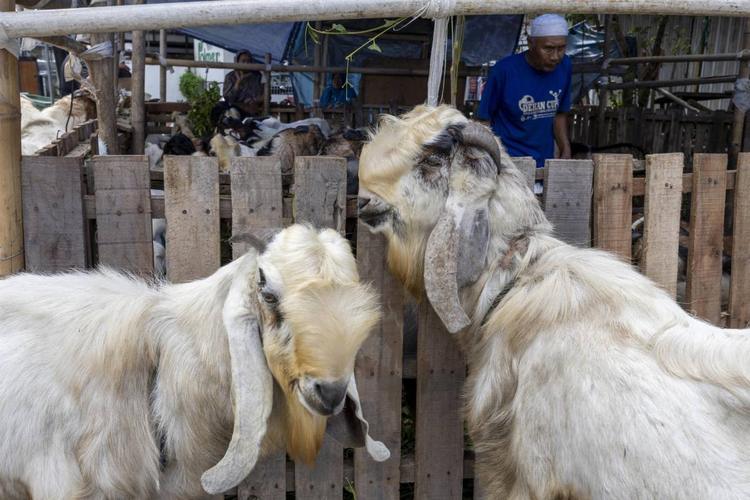 Agnello sgozzato nella chat con i compagni di scuola: il video choc della festa del Sacrificio