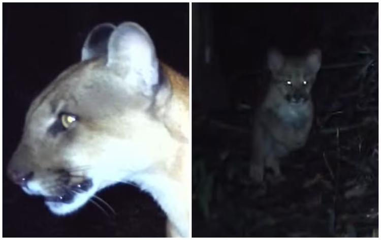 VÍDEO: onça-parda monitorada há 4 anos é flagrada com dois filhotes em área de mata no interior de SP