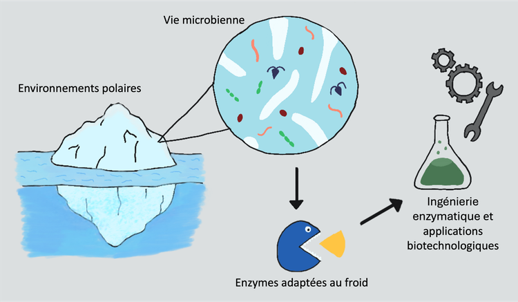 Microbes adaptés au froid et leur potentiel biotechnologique