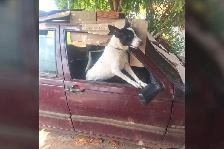 Cachorro é resgatado após ficar três meses confinado em carro estacionado no PR