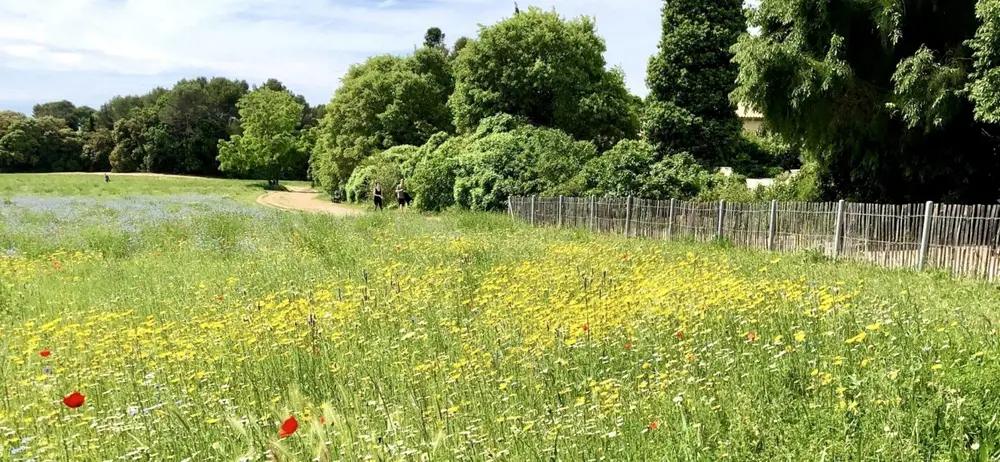 Face aux canicules, Montpellier prépare une carte des « refuges climatiques » pour ses habitants