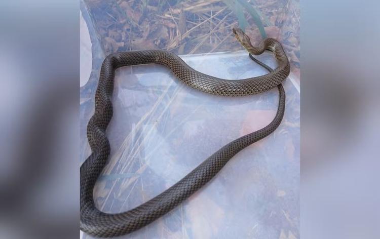 Cobra d’água é encontrada em quintal de casa e resgatada pela Defesa Civil em Taquarituba