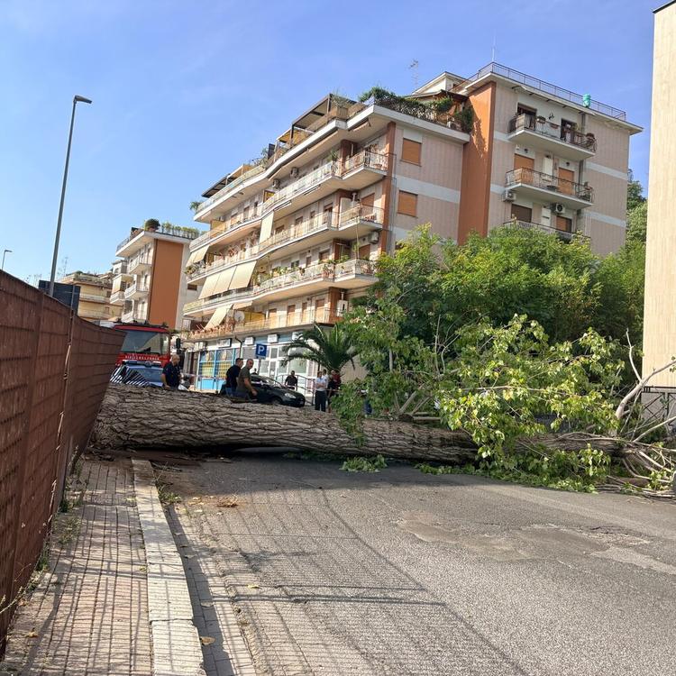 Cade un albero davanti all'università di Cassino, feriti due studenti