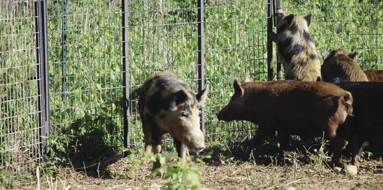 New applications for wild hog control program open soon