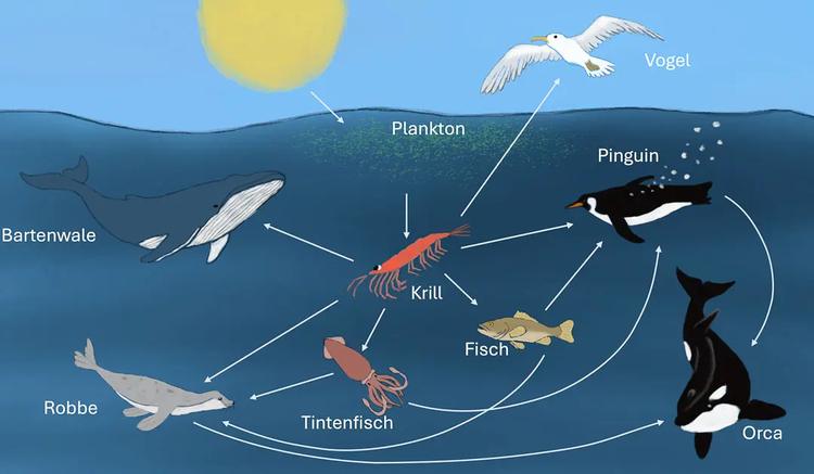 Antarktischer Krill: eine Schlüsselart im Südlichen Ozean