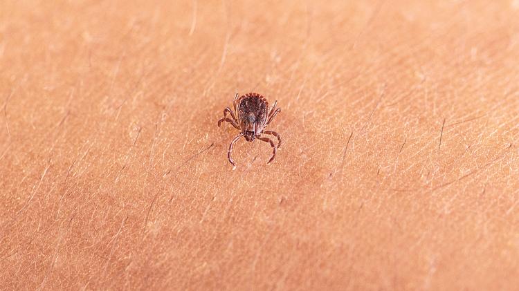 New invasive tick poses major risk to Mississippi livestock