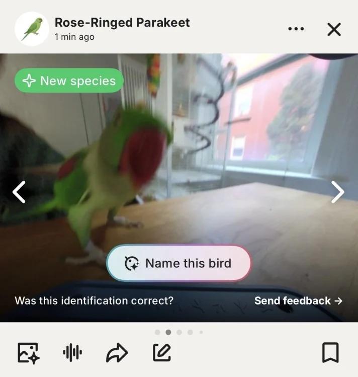 a parrot identified by the birdbuddy app