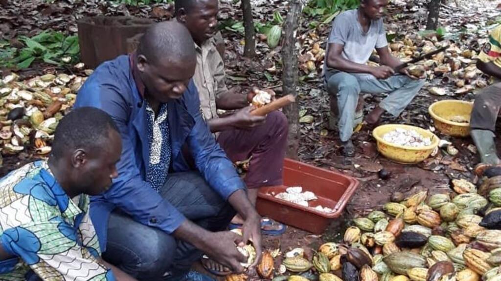 Pour les producteurs ivoiriens de cacao, la revalorisation des prix à l'achat reste insuffisante