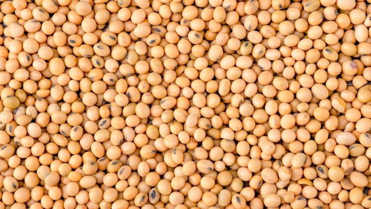 Euroseeds Raises EUDR Concerns for Soybean Seeds