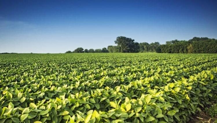 Climate Stress May Lower Soybean Seed Quality