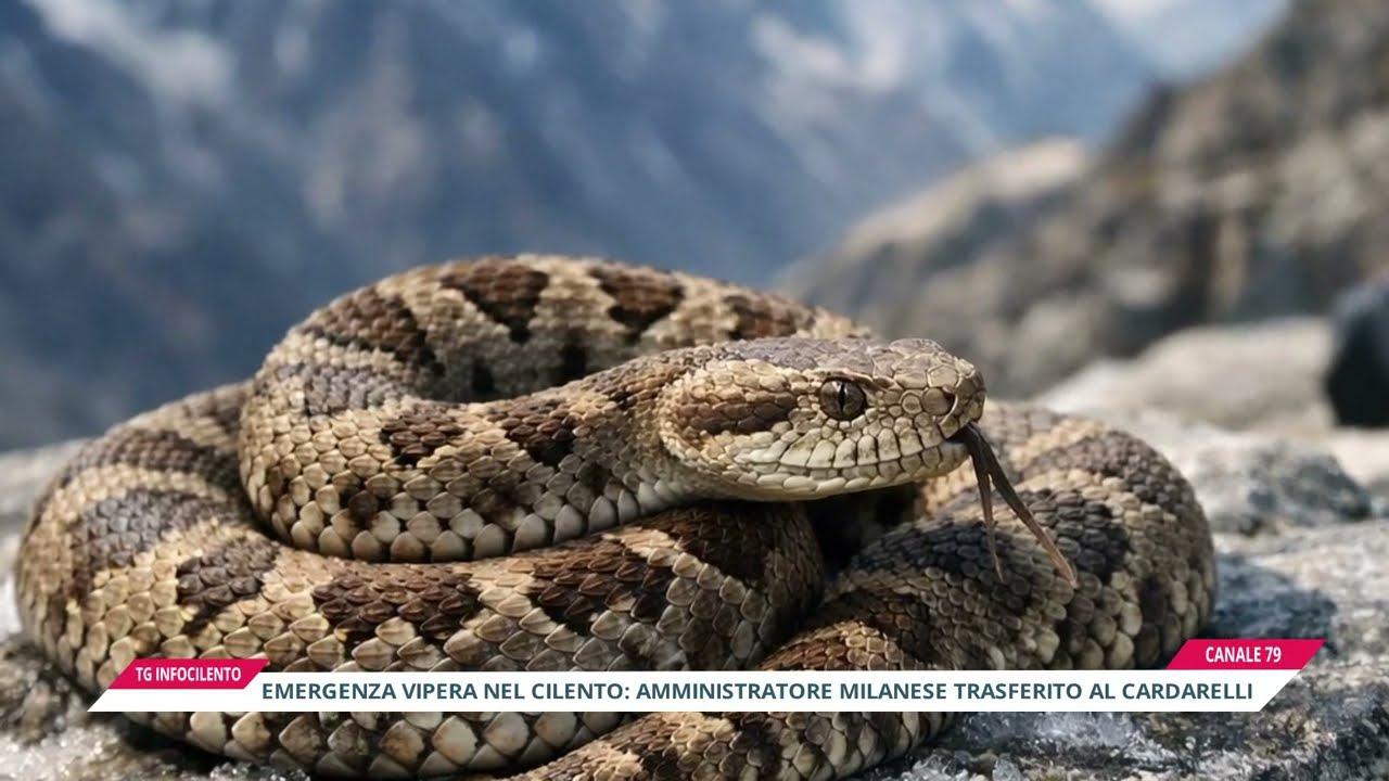 Morsa da una vipera nel Cilento: la protesta e la risposta della sanità