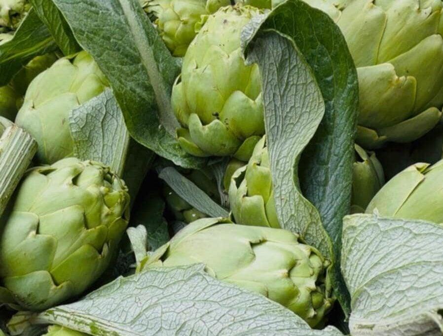 Sagra del Carciofo Bianco di Pertosa: Gusto, Biodiversità e Solidarietà nel Cuore del Vallo di Diano