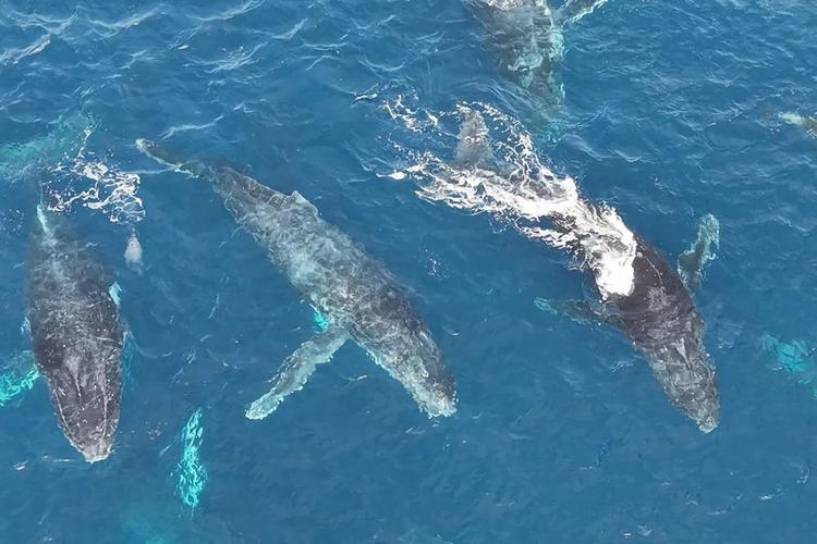 Vídeo registra grupo de baleias-jubarte e golfinhos no mar de Ilhabela: 'São momentos únicos', diz observador