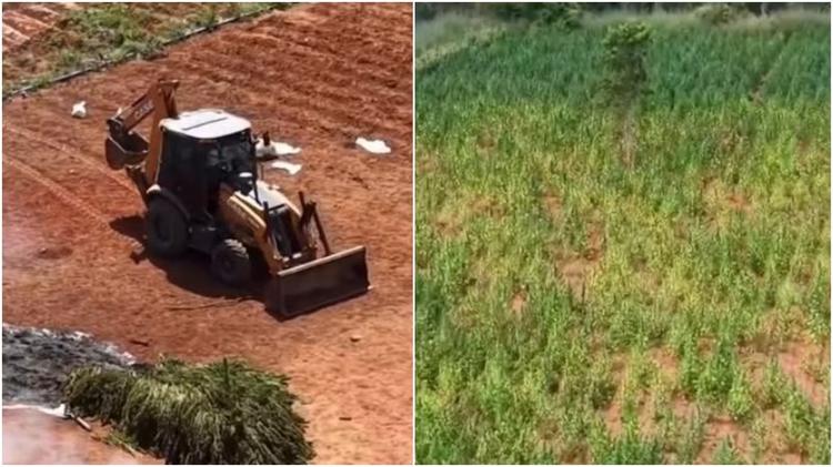 Proprietário e arrendatário de terreno com plantação de 290 mil pés de maconha foram identificados, diz Polícia Civil