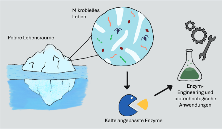 Kälteangepasste Mikroben und ihr biotechnologisches Potenzial