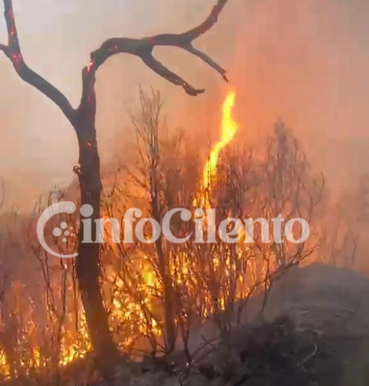 Vibonati, vasto incendio in località Guardia: bruciati sei ettari di macchia mediterranea