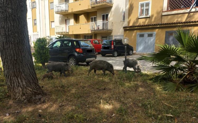 Cinghiali in Calabria, un flagello per le colture e un pericolo costante per i cittadini
