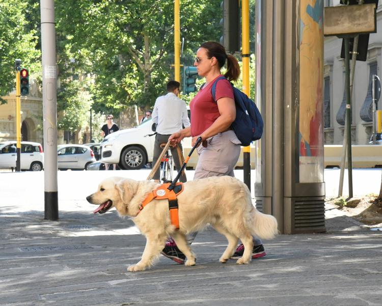 Da pet therapy a inclusione, cooperative inventate da studenti
