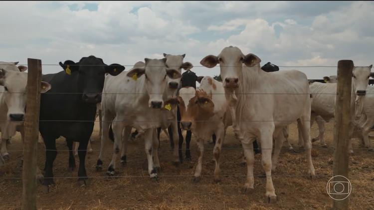 União Europeia proíbe a importação de carne brasileira; entenda