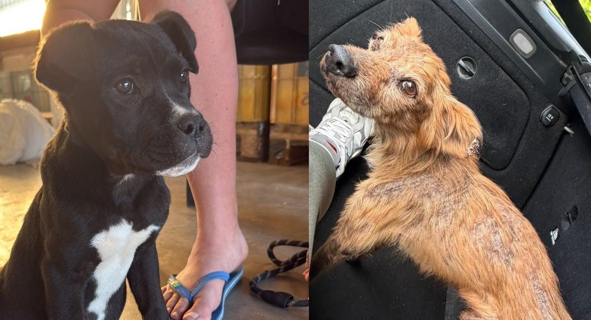 Agropoli, cucciolo di molosso salvato in un canale: «l’emergenza randagismo resta critica»