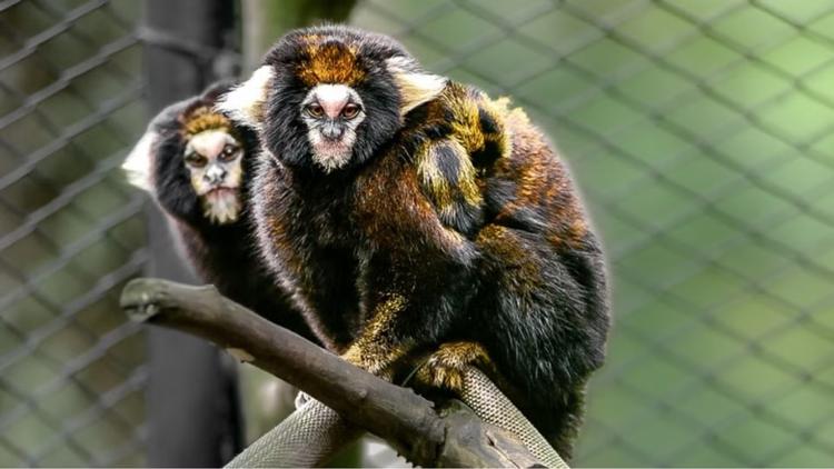 Filhotes de sagui-da-serra-escuro, espécie ameaçada, nascem em zoo do RS