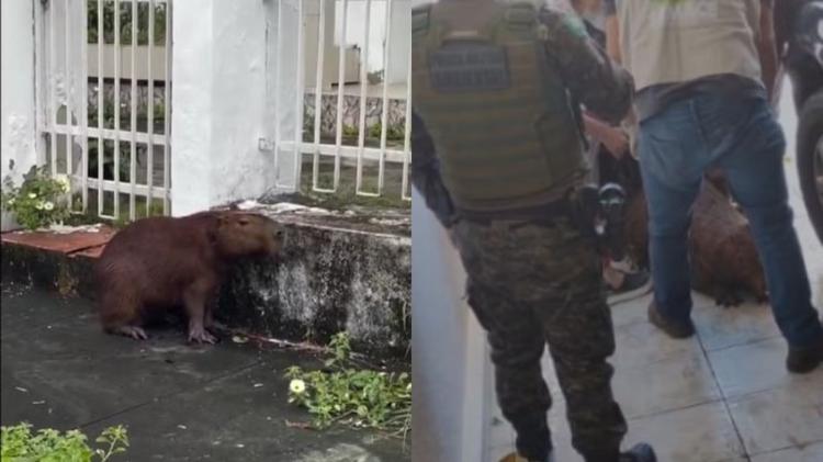 Capivara de 42 kg é resgatada após entrar em casa e levada para reabilitação em Fortaleza