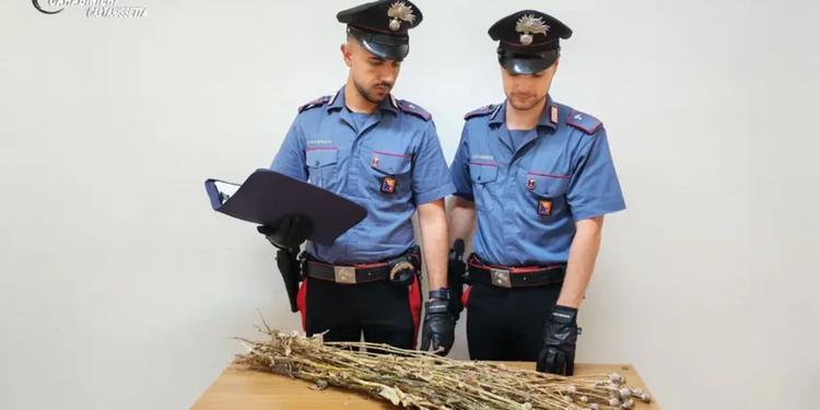 Niscemi, una piantagione di papavero da oppio nella "zona rossa" della frana. Scatta il sequestro