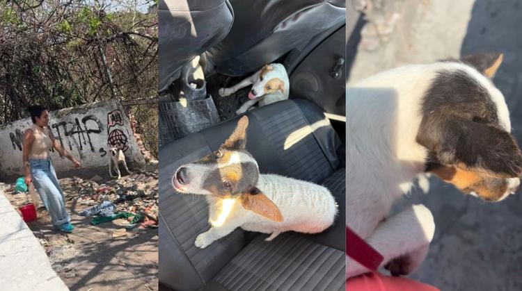 Héroe sin capa: Rescatan a cinco perros de morir por golpe de calor en barranca de Cuernavaca