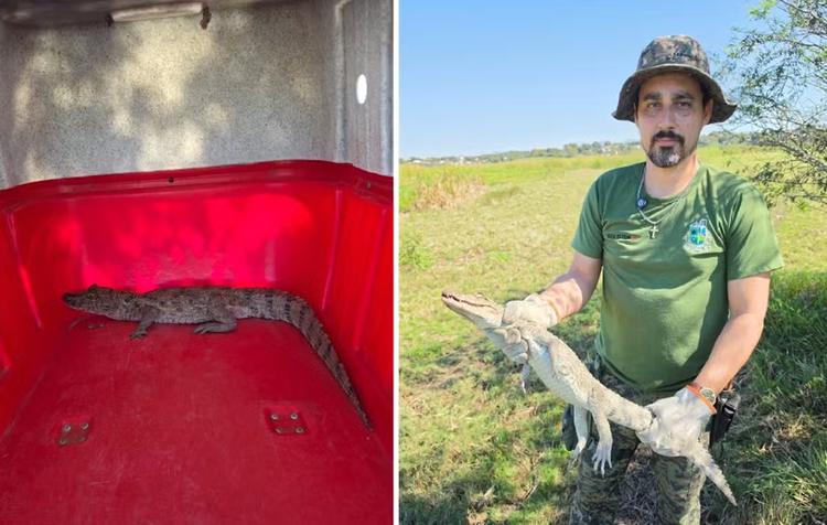 Jacaré-do-papo-amarelo é resgatado após ser encontrado em rua de Saquarema