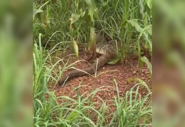 Engenheiro se surpreende com cobra gigante em estrada no interior do TO; VÍDEO