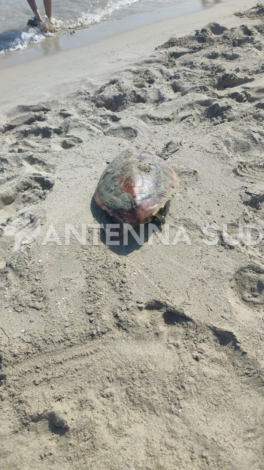 Taranto, tartaruga morta sulla spiaggia