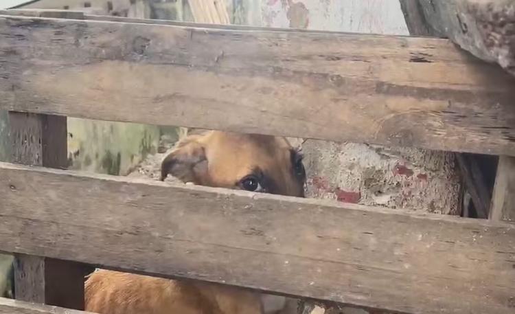 Mulher é presa em flagrante em canil irregular no Recife; vídeo mostra animais resgatados