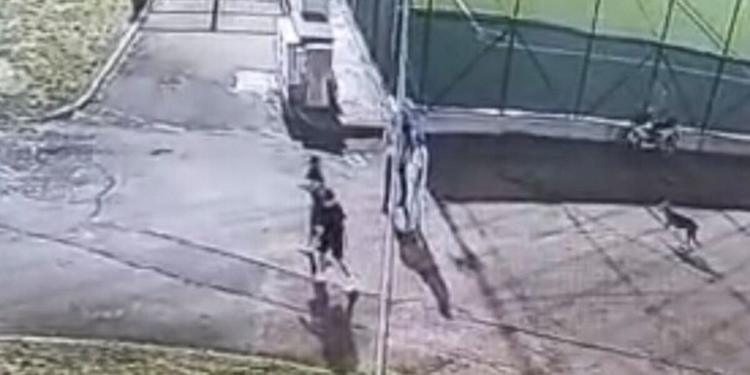 Bimba di 4 anni morsa e trascinata da un lupo ad Arrone: task force per catturarlo