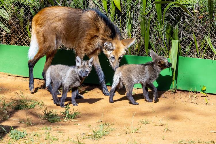 Zoo de São Paulo apresenta trio de filhotes de lobo-guará pela primeira vez ao público