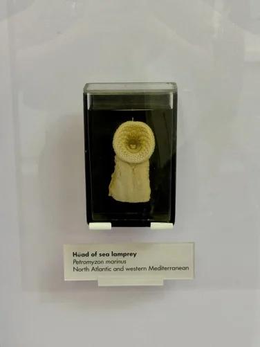 the head of a dead sea lamprey
