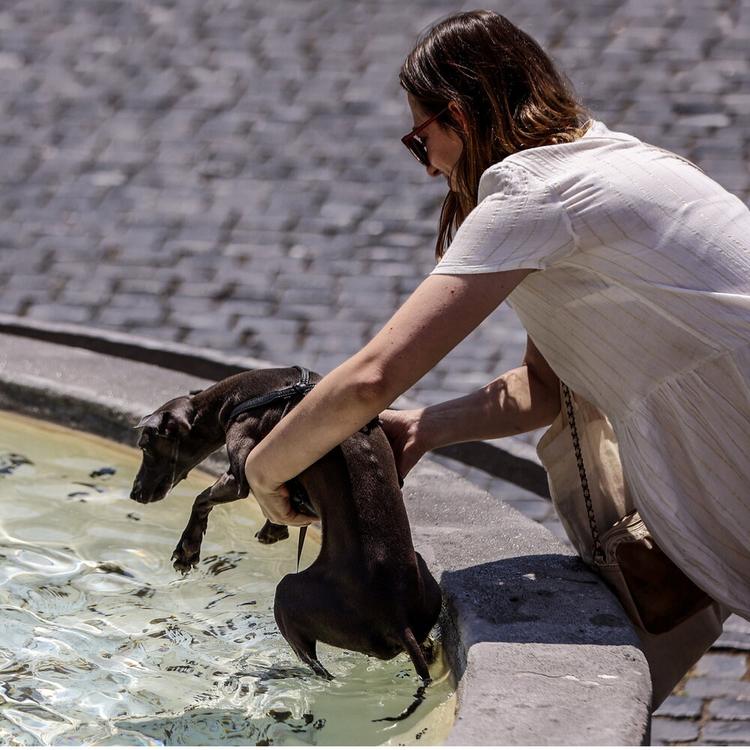 Caldo: vademecum per difendere cani, gatti e uccelli da compagnia