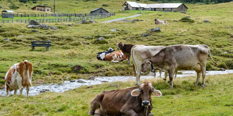 Cos’è il virus Shamonda, il primo caso umano in Francia