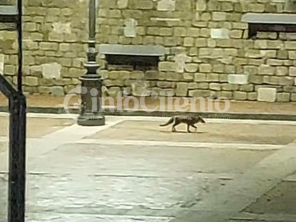 Una volpe “a spasso” nel cuore di Castellabate: l’insolito avvistamento in Piazza Lucia